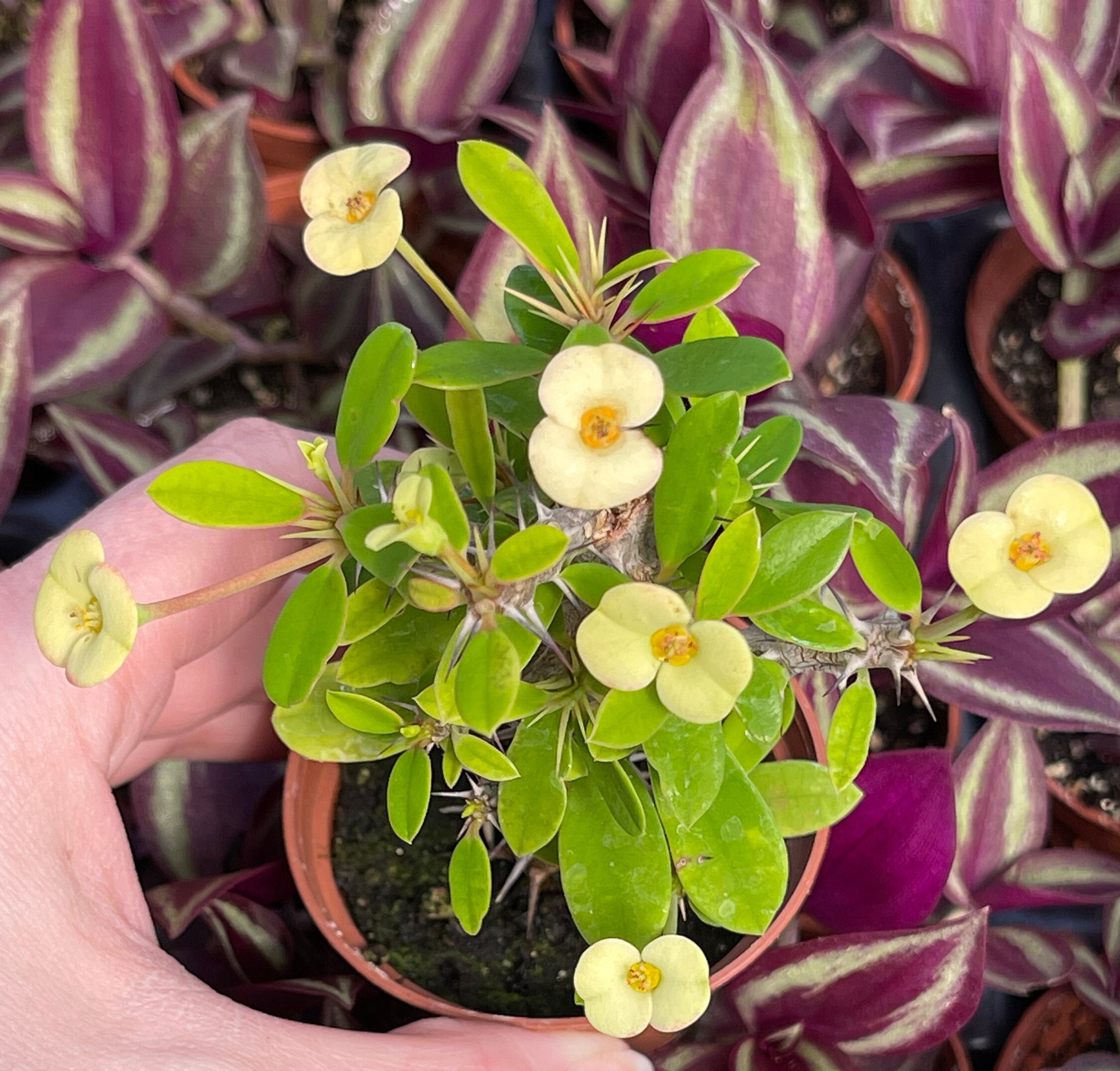 Crown of Thorns Yellow Form (euphorbia Milii Splendens Hybrid) - Etsy