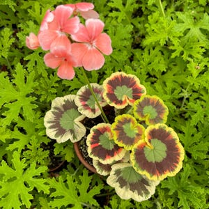 May include: A close-up of a potted plant with variegated leaves in shades of green, yellow, and red. The plant has large, round leaves with a distinctive pattern. There are also pink flowers in the background.