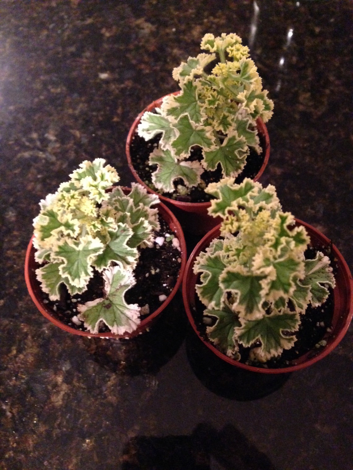 Prince Rupert Variegated Scented Geranium pelargonium Etsy