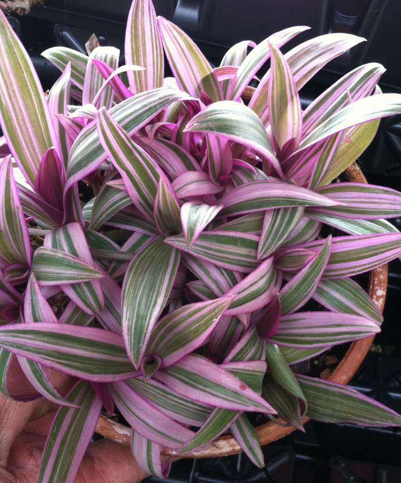 Rhoeo Discolor Tricolor Tradescantia Spathacea image 2