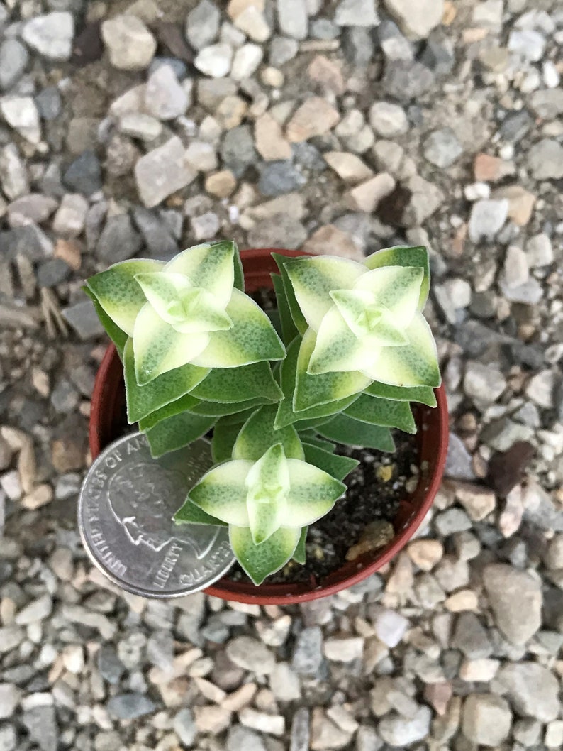 Variegated String of Buttons Crassula Perforata Variegata image 5