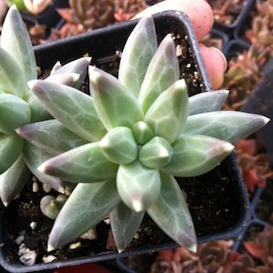 May include: A close-up of a succulent plant with green, fleshy leaves arranged in a starburst pattern. The plant is growing in a black plastic pot with dark brown soil.