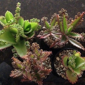 May include: Four potted succulent plants with green, red, and white leaves. The plants have a unique, frilly appearance.