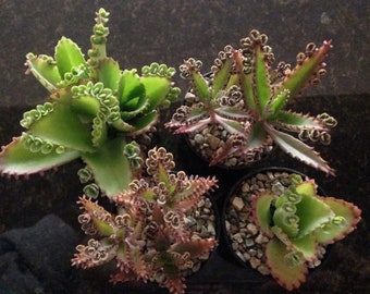 Mother of Millions and Mother of Thousands - 4 Pot Combo - free shipping!