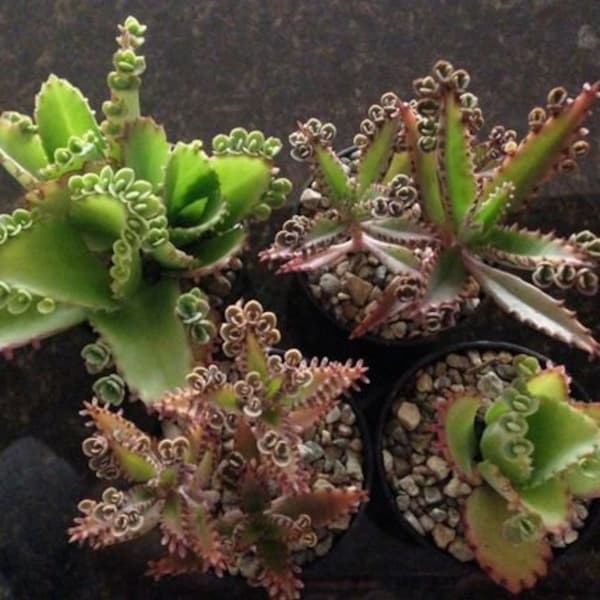 Madre de Millones y Madre de Miles - Combo de 4 ollas - ¡envío gratis!