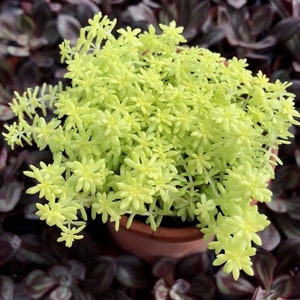 Golden Sedum Moss (Sedum japonicum) 'Toyko Sun'