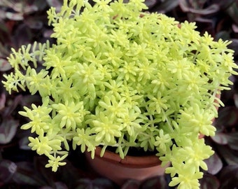 Golden Sedum Moss (Sedum japonicum) 'Toyko Sun'