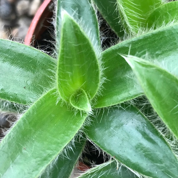 Kitten Ears (Cyanotis Somaliensis) Fuzzy Kittens