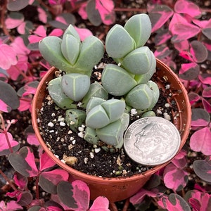 Ice plant delosperma Taylorii image 4