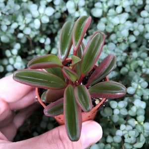 May include: A small potted succulent plant with green leaves and red edges. The plant is in a brown plastic pot and is being held in a person's hand.