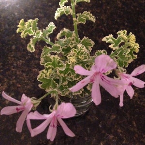 Prince Rupert Variegated Scented Geranium Pelargonium image 2