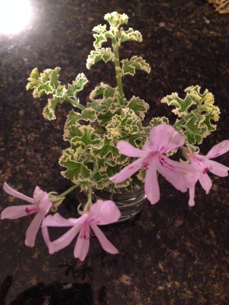 Prince Rupert Variegated Scented Geranium Pelargonium image 2