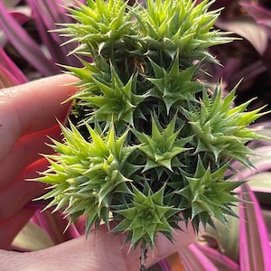 Deuterocohnia brevifolia Abromeitiella brevifolia image 2