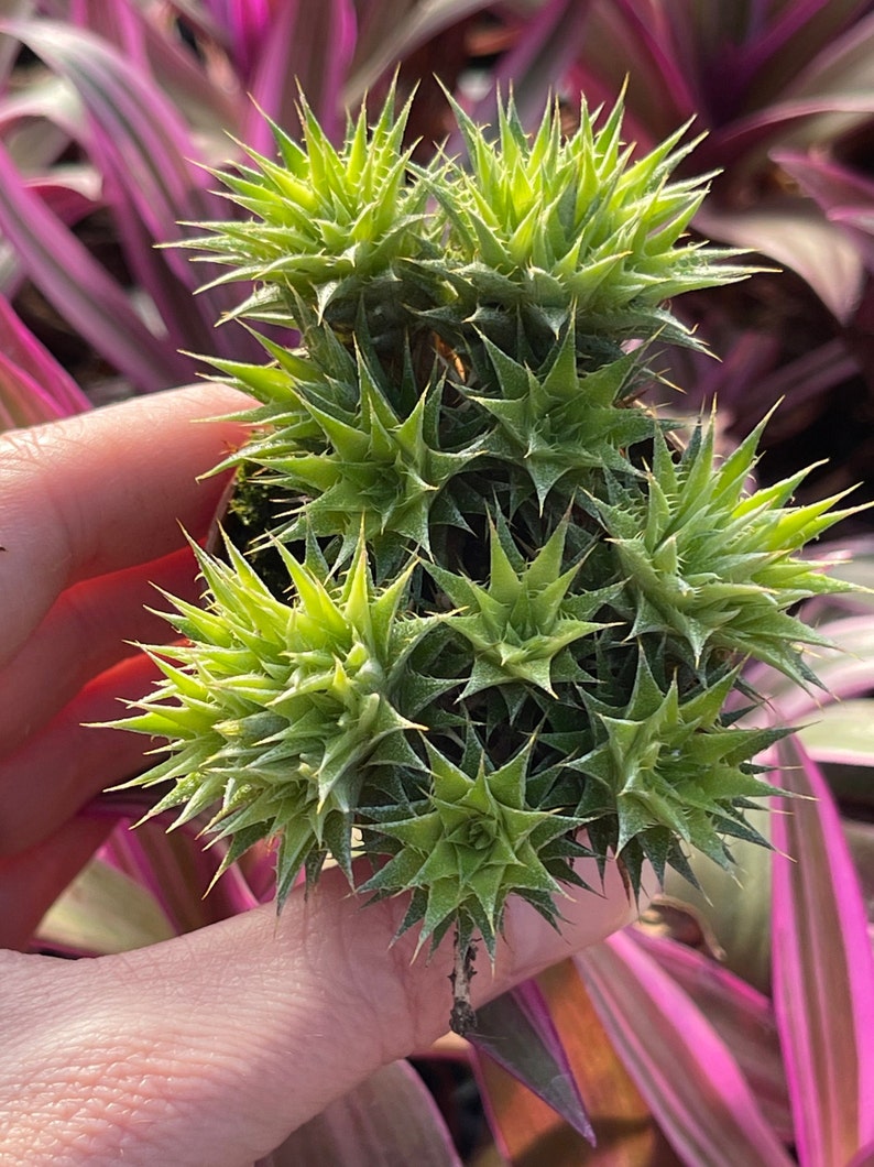 Deuterocohnia brevifolia Abromeitiella brevifolia image 2