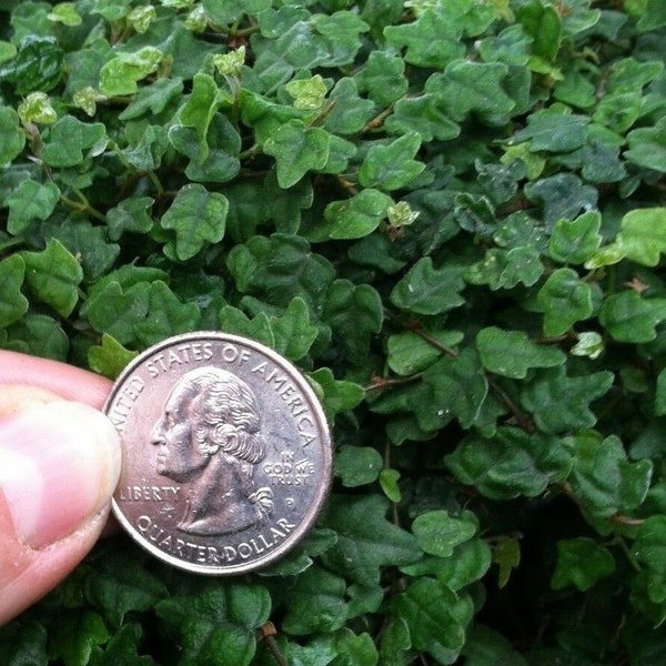 Miniature Creeping Fig (Ficus Pumila Quercifolia)