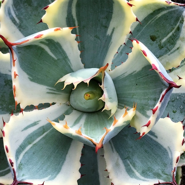 Agave "Kissho Kan" 2"pot