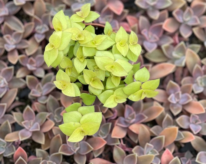 Copper Jewel Turtle Vine callisia Repens Gold Copper Bolivian Jew Etsy
