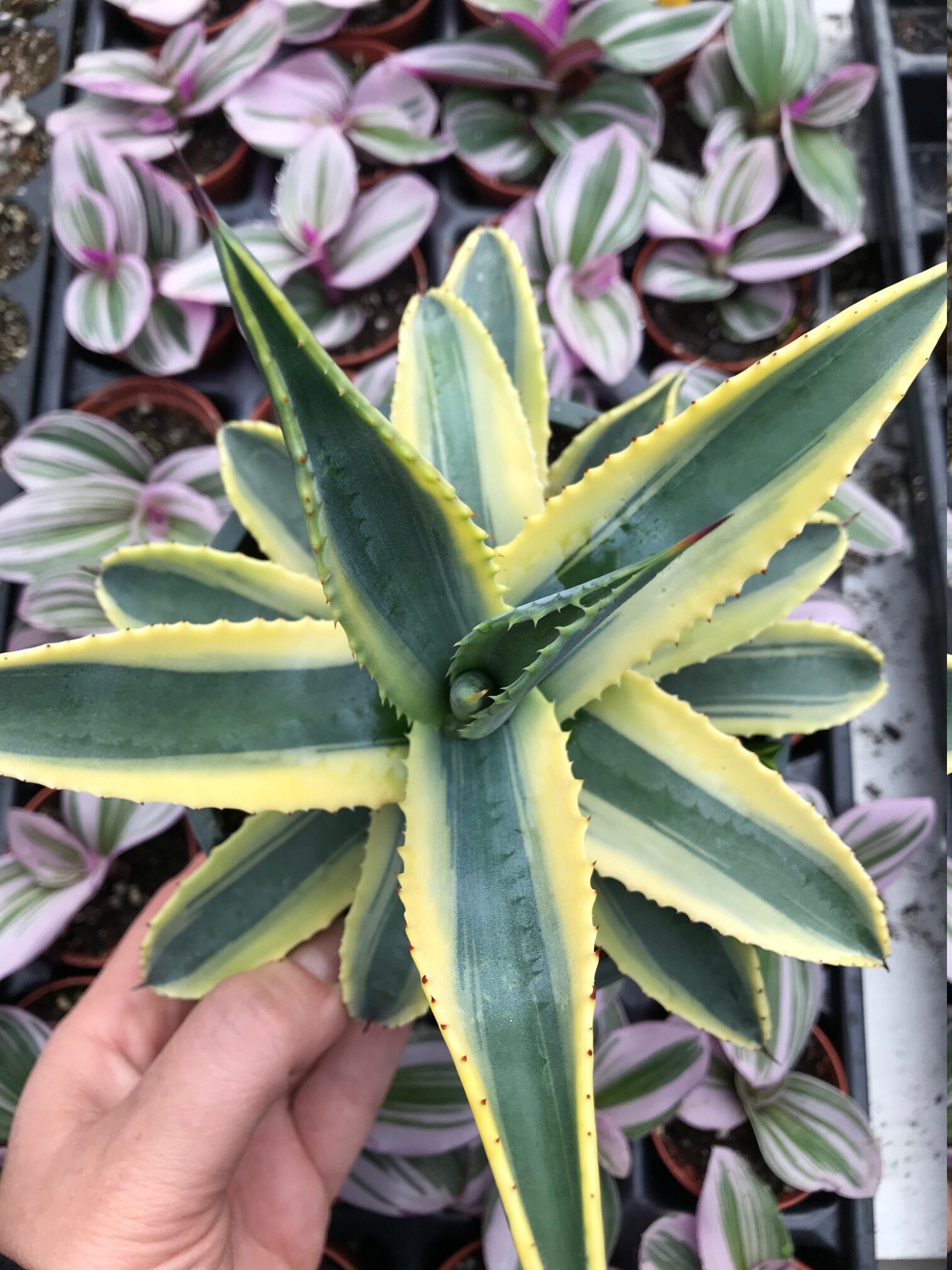 アガベ　コーネリウス Agave 'cornelius' Century Plant -2 1/4