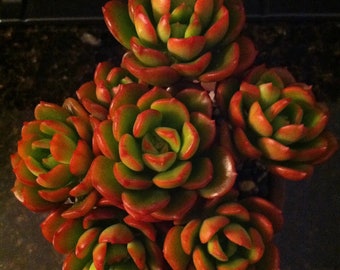 Echeveria Multicaulis 'Copper Roses'