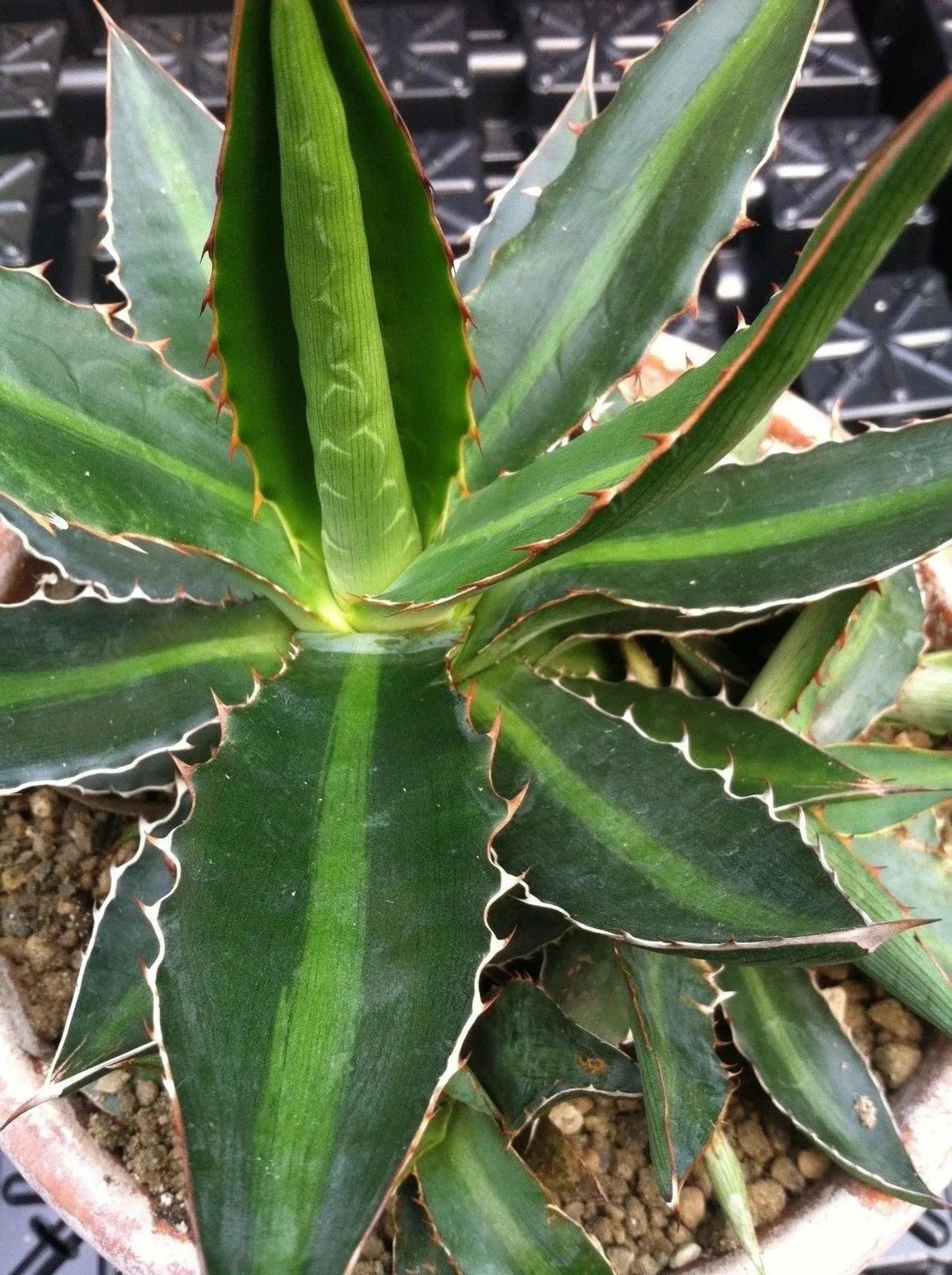 Center Stripe Agave (agave Lophantha) 'splendida' - Etsy