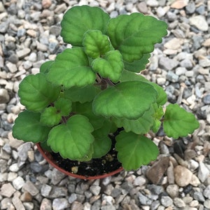 Bonsai Mint Plectranthus Ernstii Caudex Bild 8