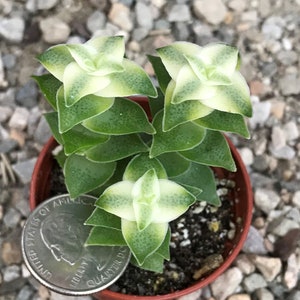 Variegated String of Buttons Crassula Perforata Variegata image 6