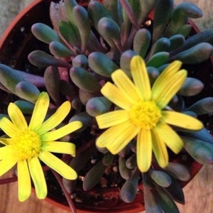 May include: A close-up of a succulent plant with yellow flowers. The plant is in a terracotta pot and has long, thin leaves.