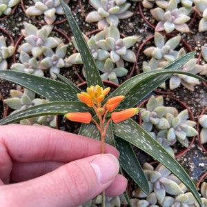 Aloe &#39;Firebird&#39;