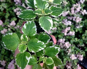 Variegated Plectranthus Coleoides (Variegateg Swedish Ivy)