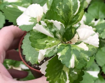 Old Fashion Swedish Ivy (Plectranthus Australis Variegated)