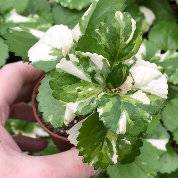 Old Fashion Swedish Ivy (Plectranthus Australis Variegated)