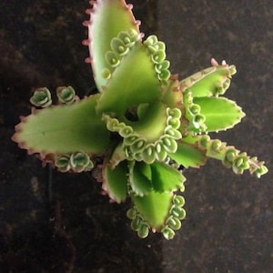 Mother of Thousands Kalanchoe Hortagel image 1