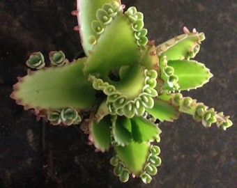 Mother of Thousands (Kalanchoe Hortagel)