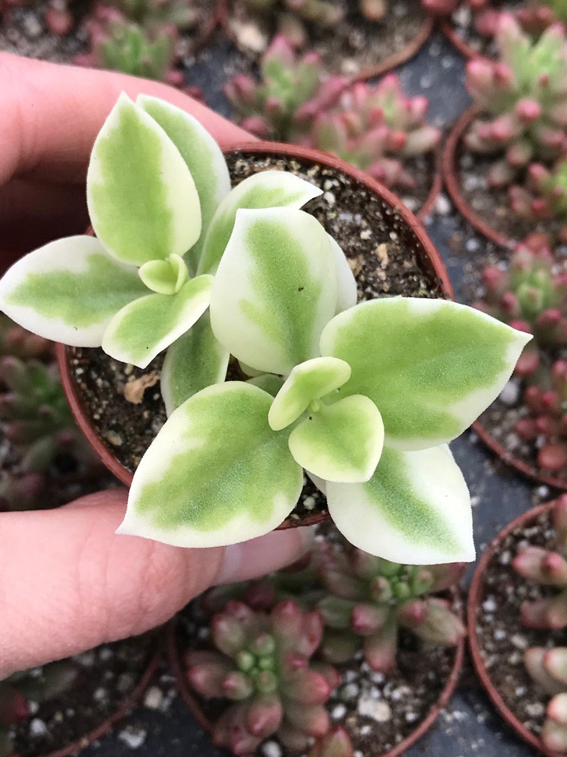 Heart Leaf Iceplant Aptenia Cordifolia Baby Sunrose image 2