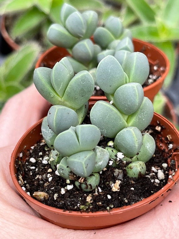 Semi Di Delosperma Sutherlandii ICE Viola - Pianta Rustica E Esotica Per Giardino - Foto 7