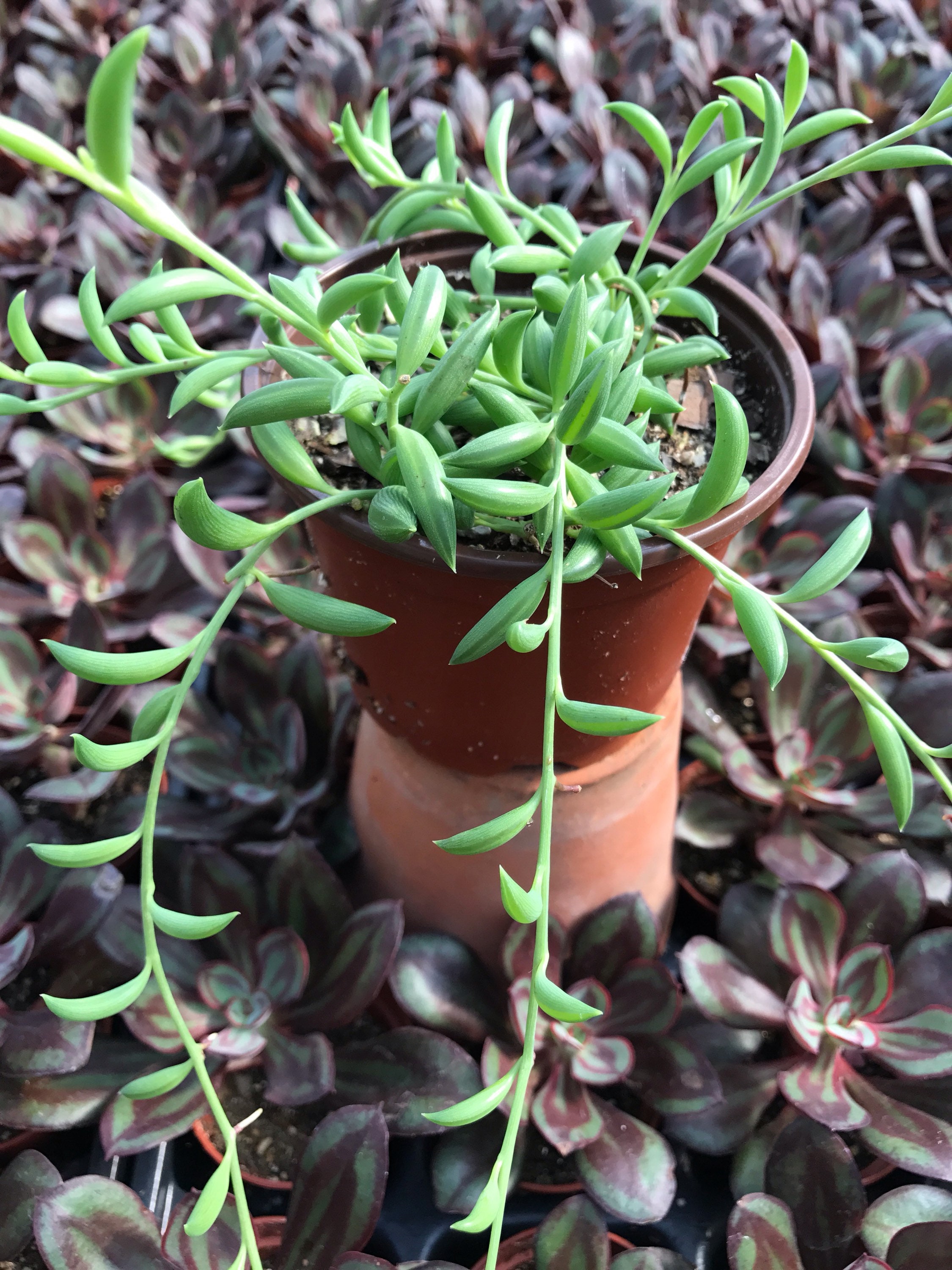 String of Bananas (Senecio Radicans)