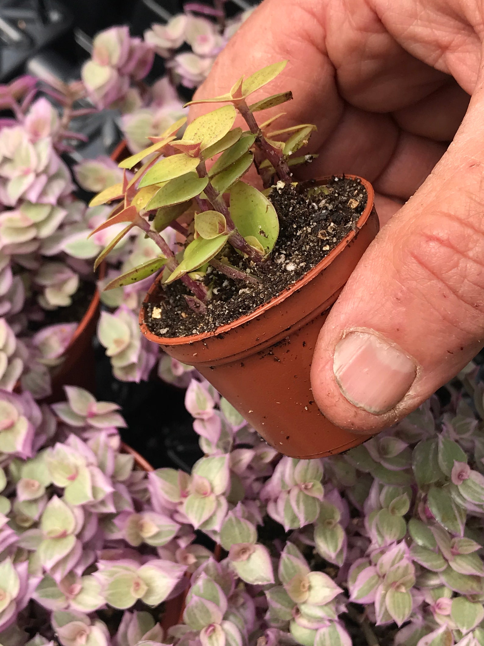 Copper Jewel Turtle Vine callisia Repens Gold Copper Etsy