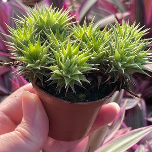 Deuterocohnia brevifolia Abromeitiella brevifolia image 4