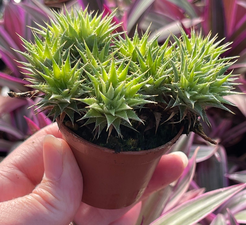 Deuterocohnia Brevifolia Abromeitiella Brevifolia 画像 4