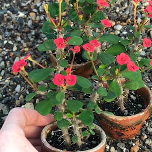 Dwarf Crown of Thorns Red Form Euphorbia Milii Imperatae image 3