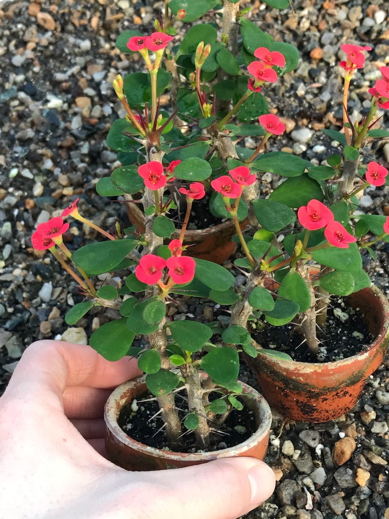 Dwarf Crown of Thorns Red Form Euphorbia Milii Imperatae image 3