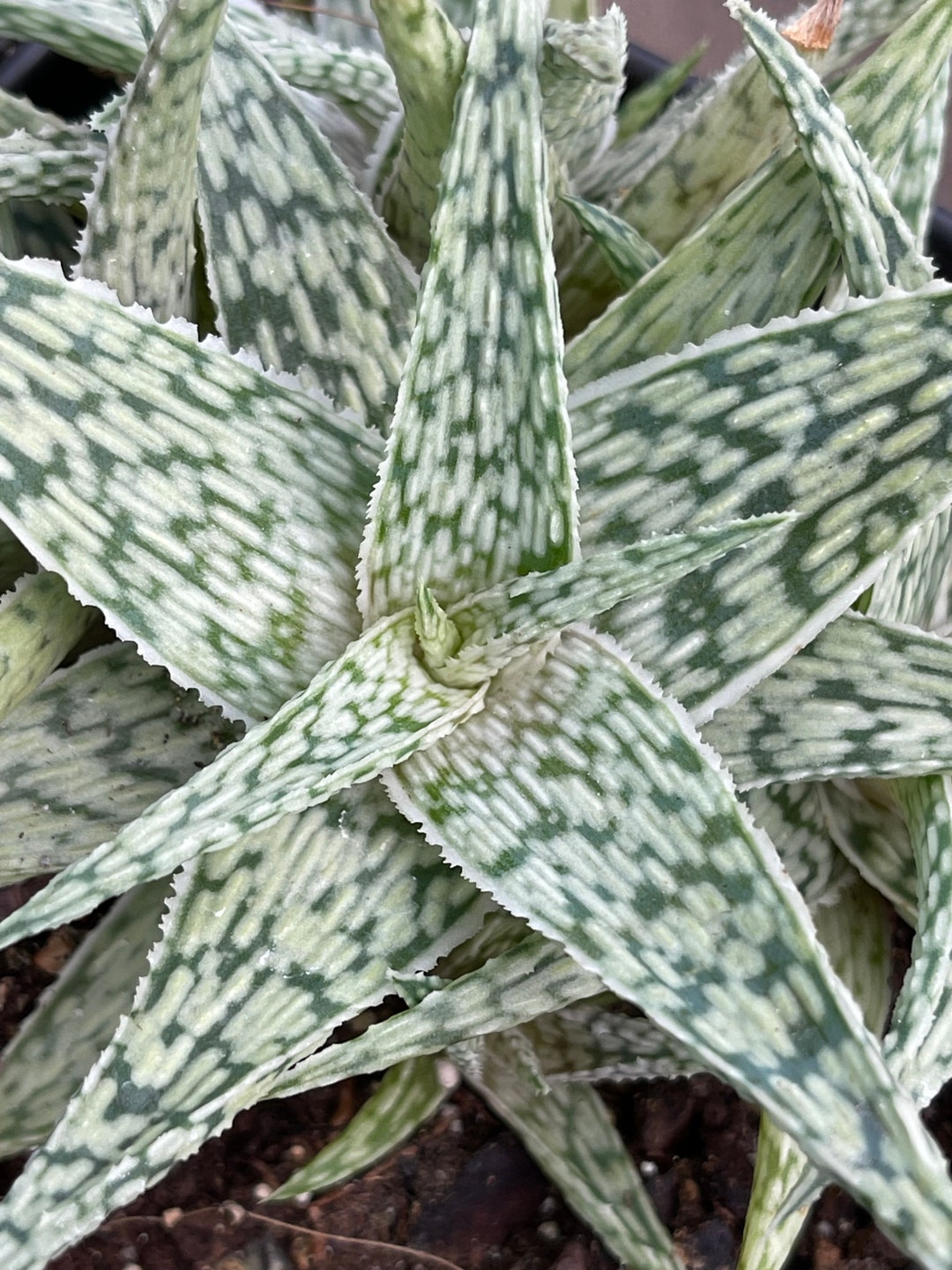 Aloe 'white Fox' - Etsy