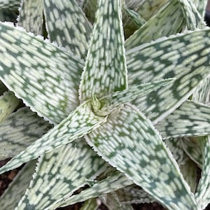 Aloe &#39;White Fox&#39;