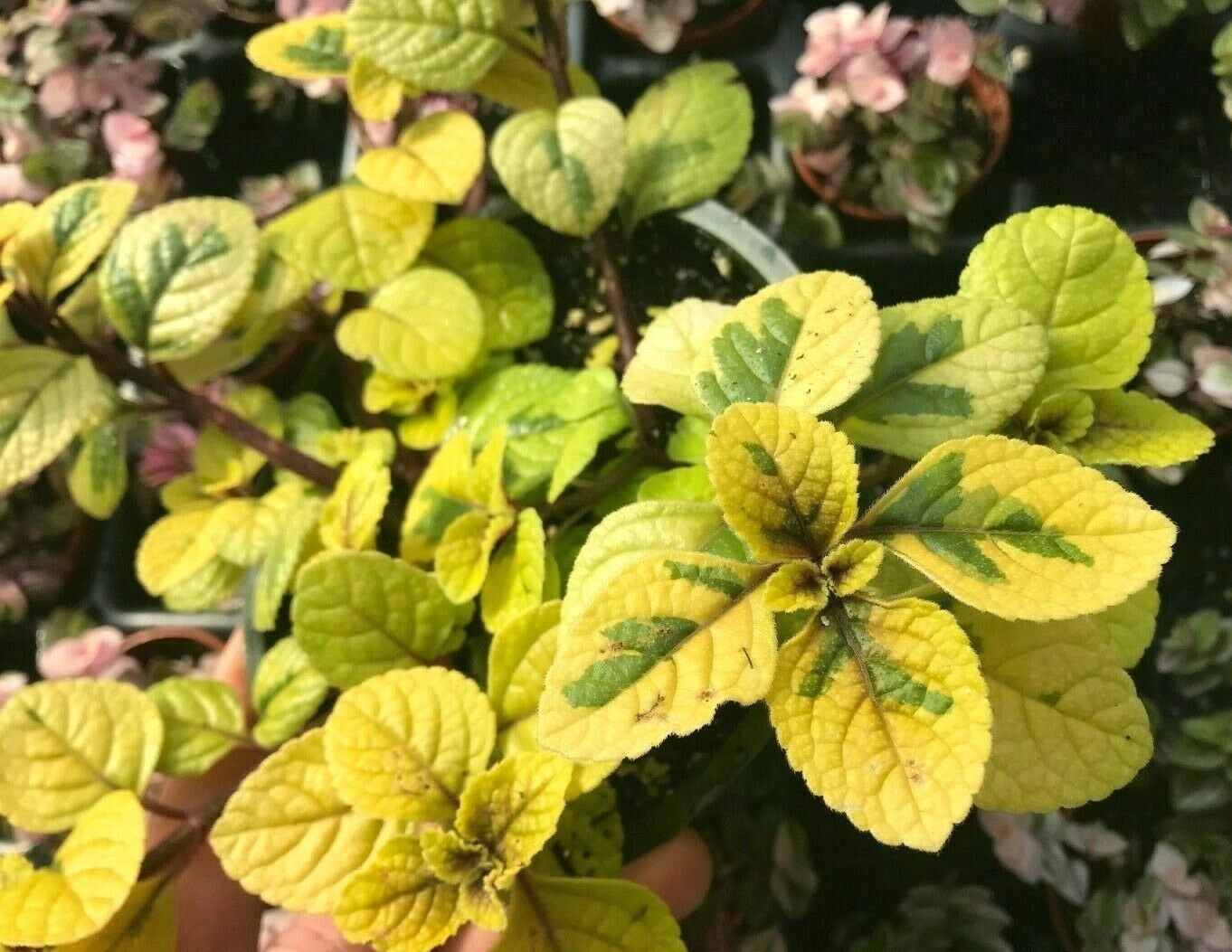 4 - Plectranthus "Lime Light" (4) 2 inch pots with free shipping!