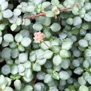 May include: A close-up of a green succulent plant with small pink flowers. The plant has many small, round leaves.