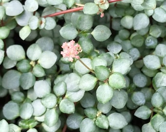 Pilea (Pilea glauca) saupoudré d'argent