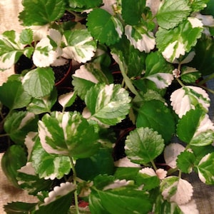 Variegated Swedish Ivy (Plectranthus coleoides 'Variegata') in Columbia Spring Hill Franklin Lewisburg Nashville Tennessee TN at Fernwood Garden Center