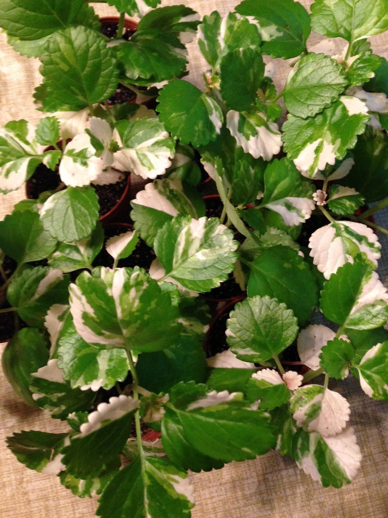 VARIEGATED SWEDISH IVY(PLECTRANTHUS COLEOIDES MARGINATUS) 4 PLANTS W/ FREE SHIP