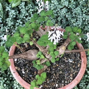 Bonsai Mint Plectranthus Ernstii Caudex Bild 10