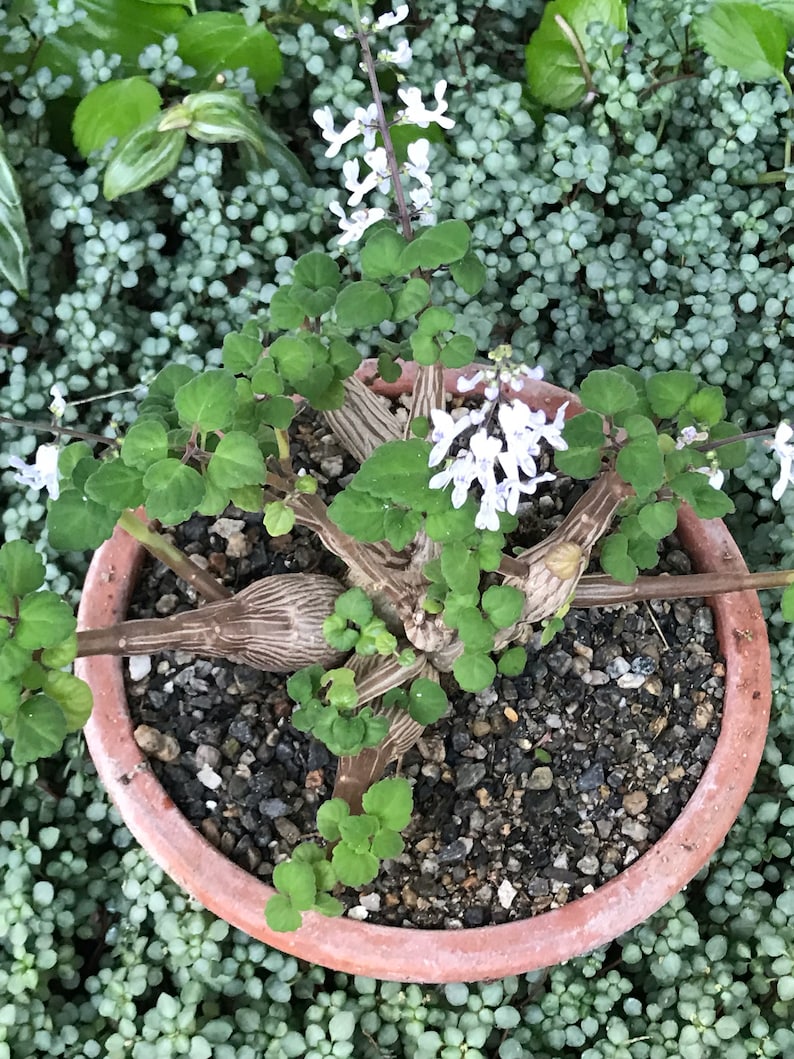 Bonsai Mint Plectranthus Ernstii Caudex image 10